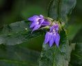 Great Blue Lobelia Ã¢â¬â Lobelia siphilitica